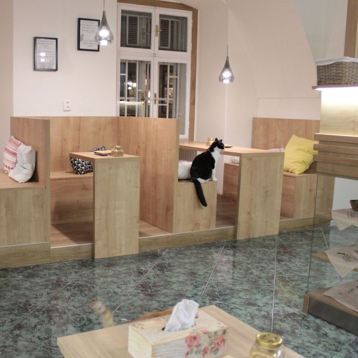 Kočičí kavárna v Praze